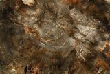 Polished Petrified Wood (Araucaria) Round - Madagascar #355356-1